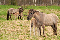 Wild horse mares with suckling foals. Bred to be similar to the extinct Tarpan (Equus ferus ferus), Lativa. Captive.
