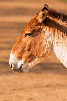 Tibetan wild ass (Equus kiang) portrait. Captive, occurs on the Tibetan Plateau.
