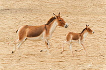Tibetan wild ass (Equus kiang) mother and baby trotting. Captive, occurs on the Tibetan Plateau.