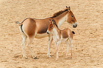 Tibetan wild ass (Equus kiang) mother and baby. Captive, occurs on the Tibetan Plateau.