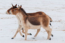 Tibetan wild ass (Equus kiang) two walking side by side in snow. Captive at Moscow Zoo breeding station. Occurs on the Tibetan plateau..