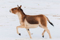 Tibetan wild ass (Equus kiang) in snow. Captive at Moscow Zoo breeding station. Occurs on the Tibetan plateau..