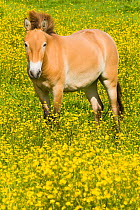 Przewalski's horse (Equus ferus przewalskii) standing buttercups. Parc de la Haute Touche, Obterre, France. May. Captive, occurs in Central Asia.