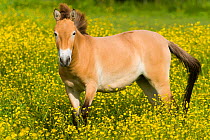 Przewalski's horse (Equus ferus przewalskii) standing in buttercups. Parc de la Haute Touche, Obterre, France. May. Captive, occurs in Central Asia.