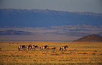 Przewalski horses (Equus ferus przewalskii) reintroduced in Takhin Tal, by the International Takhi Group, Gobi Desert, Mongolia.