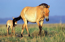Przewalski horses (Equus ferus przewalskii) mother and foal, reintroduced in Takhin Tal by the International Takhi Group, Gobi Desert, Mongolia.