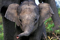 Asian elephant (Elephas maximus) baby, India. Endangered species.