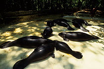 Amazon manatee (Trichechus inunguis) captive group resting in very shallow water, Manaus INPA. Captive, occurs in Amazon Basin. Endangered species.