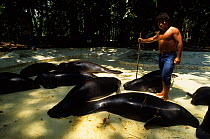 Amazon manatee (Trichechus inunguis) captive group resting in very shallow water, with keeper, Manaus INPA. Captive, occurs in Amazon Basin. Endangered species.