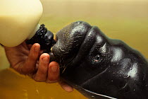 Amazon manatee (Trichechus inunguis) orphan baby feeding from milk bottle, captive at Manaus INPA. Occurs in Amazon Basin. Endangered species.