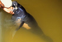 Amazon manatee (Trichechus inunguis) orphan baby feeding from milk bottle, captive at Manaus INPA. Occurs in Amazon Basin. Endangered species.