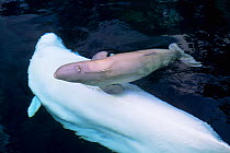 Belugas (Delphinapterus leucas) mother and baby. Captive at  Vancouver Aquarium, British Columbia, Canada. Occurs in Arctic waters.