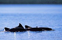 Costero dolphins (Sotalia guianensis) surfacing, Brazil.