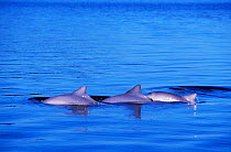 Costero dolphins (Sotalia guianensis) surfacing, Brazil.