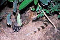 Small Indian civet (Viverricula indica). Captive, occurs in South East Asia.
