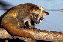Masked palm civet (Paguma larvata). Captive, occurs in India and South East Asia.