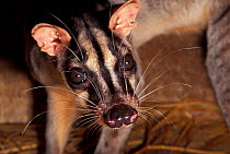 Banded palm civet (Hemigalus derbyanus) portrait, captive, occurs in South East Asia.