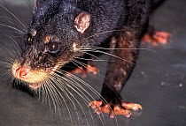 Otter-civet (Cynogale bennettii) close up of whiskers. Captive, occurs in to Thailand, Malaysia, Indonesia and Brunei.