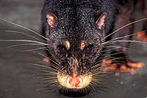 Otter-civet (Cynogale bennettii). Captive, occurs in to Thailand, Malaysia, Indonesia and Brunei.