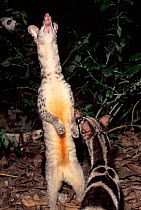 Owston's palm civet (Chrotogale owstoni) standing on hind legs. Captive occurs in  Vietnam, Laos and southern China