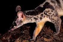Owston's palm civet (Chrotogale owstoni). Captive occurs in  Vietnam, Laos and southern China