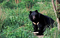 Asiatic black bear (Ursus thibetanus). Captive, occurs in South Asia.