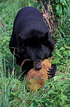 Asiatic black bear (Ursus thibetanus) feeding on fruit. Captive, occurs in South Asia.