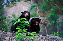 Sunbear (Helarctos malayanus)  pair mating. Captive, occurs in South East Asia. Vulnerable species.