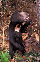 Sunbear (Helarctos malayanus) cub standing on hind legs. Captive, occurs in South East Asia. Vulnerable species.