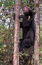 Sunbear (Helarctos malayanus) cub climbing tree. Captive, occurs in South East Asia. Vulnerable species.