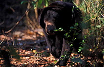 Sunbear (Helarctos malayanus) cub walking. Captive, occurs in South East Asia. Vulnerable species.