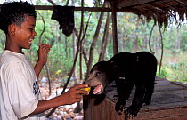 Child feeding captive Sunbear (Helarctos malayanus) cub. Captive, occurs in South East Asia. Vulnerable species.