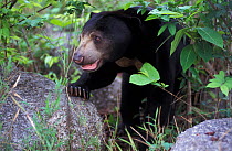 Sunbear (Helarctos malayanus) walking over rocks. Captive, occurs in South East Asia. Vulnerable species.