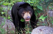 Sunbear (Helarctos malayanus) walking over rocks. Captive, occurs in South East Asia. Vulnerable species.