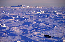 Ross seal (Ommatophoca rossi) with vast landscape of ice, Antarctica.