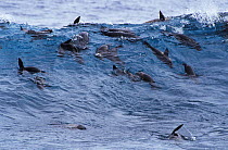 Sub-Antarctic fur seal (Arctocephalus tropicalis) group in surf, Amsterdam Island.