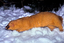 Siberian weasel (Mustela sibirica) walking across snow. Captive, occurs in Russia and East Asia.