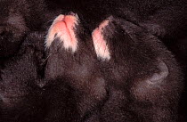 European mink (Mustela lutreola) babies sleeping, at captive breeding scheme. Captive, occurs in Eastern Europe and Russia.