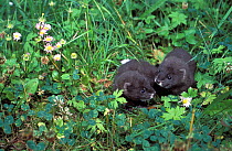 European mink (Mustela lutreola) babies at captive breeding scheme. Captive, occurs in Eastern Europe and Russia.