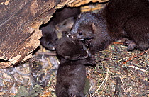 European mink (Mustela lutreola) adult with babies at captive breeding scheme. Captive, occurs in Eastern Europe and Russia. Critically endangered species.
