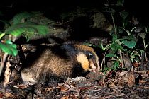 Hog-badger (Arctonyx collaris) smelling the ground. Captive, occurs in Central and South East Asia.