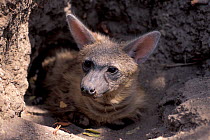 Aardwolf (Proteles cristatus) resting at den. Captive, occurs in Southern and East Africa.