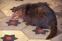 Long-nosed cusimanse (Crossarchus obscurus) sitting on tiles. Captive, occurs in West Africa.