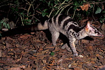 Owston's palm civet (Chrotogale owstoni). Captive, occurs in  Vietnam, Laos and southern China.