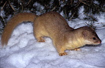 Mountain weasel ( Mustela altaica) captive, occurs in Asia.