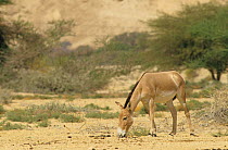 Persian onager (Equus hemionus onager) grazing, captive at the Hai Bar Project, Israel. Critically endangered species, endemic to Iran.