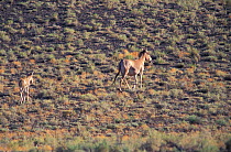 North Mongolian kulan (Equus hemionus) with foal desert, Mongolia.