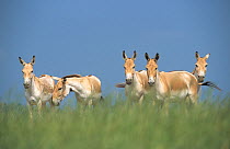 Persian Onager (Equus hemionus onager) captive at the The Wilds Breeding and Research Center, Ohio, USA. Critically endangered species, endemic to Iran.