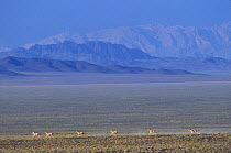 North Mongolian kulan (Equus hemionus) herd in desert habitat, Mongolia.