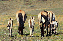 Przewalski horses (Equus ferus przewalskii) mothers and foals, reintroduced in Takhin Tal, by the International Takhi Group, Gobi Desert, Mongolia.